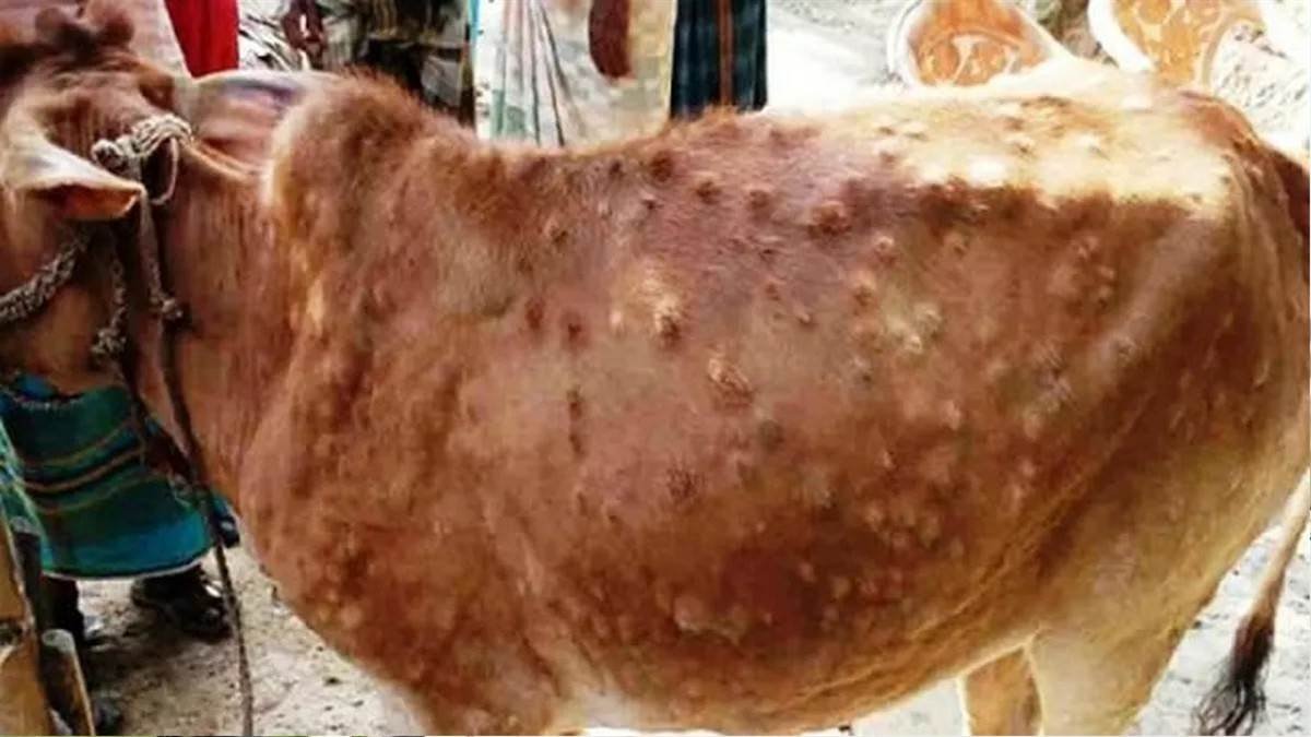 Lumpy Skin Diseases :