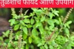 Tulsi Health care