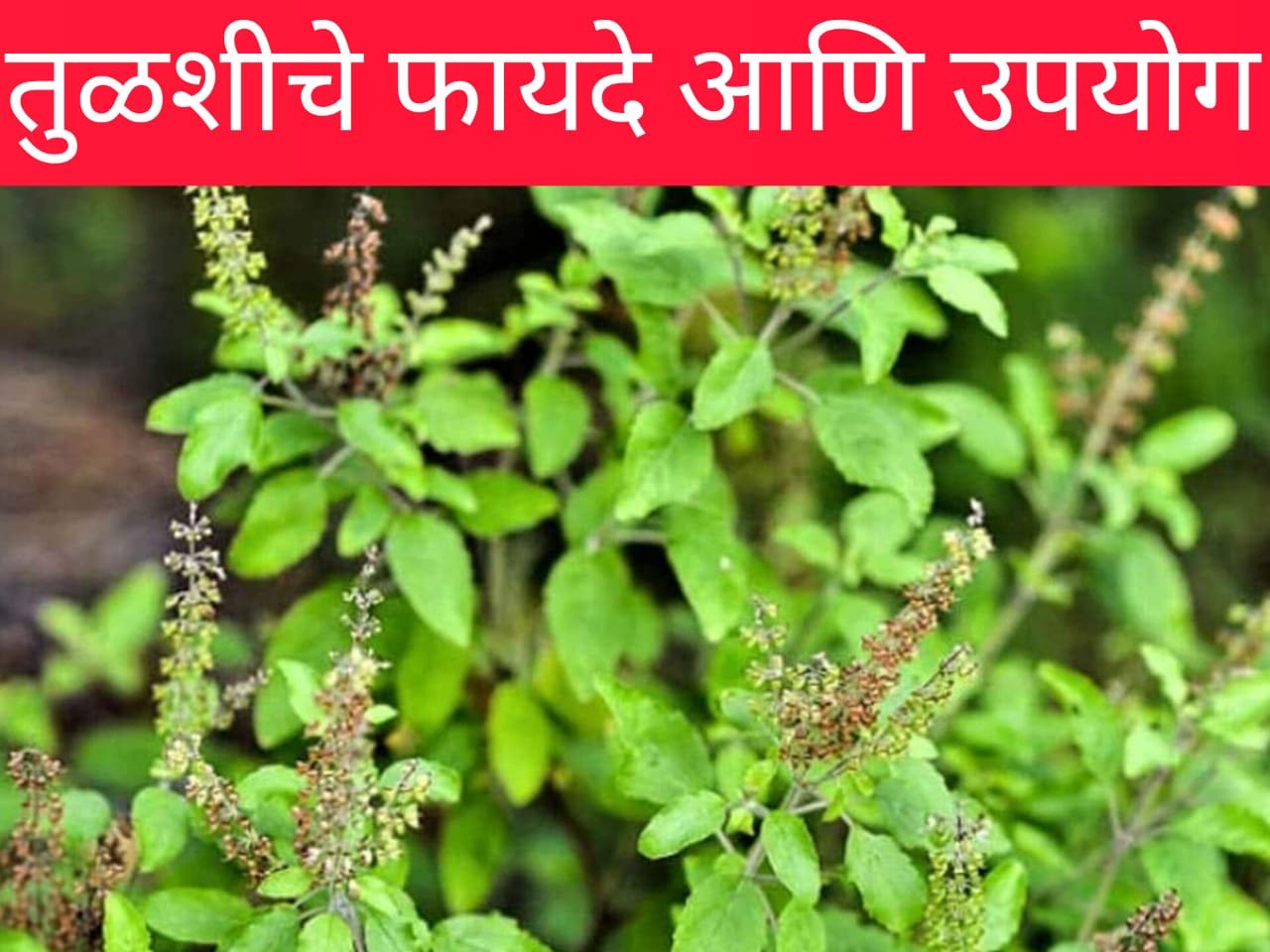 Tulsi Health care